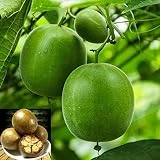 Genipap Semillas de fruta de monje 40 piezas