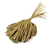 Granos de mijo de 10 pulgadas Britten & James Premium Quality. Aproximadamente 1 kg