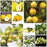 80 Piezas Semillas De Membrillo, Semillas De Plantas Raras Membrillo De Interior, Membrillo - Cydonia Oblonga - Decoración De Fruta Fresca Sala De Estar Comprar Árboles Frutales Regalos Para